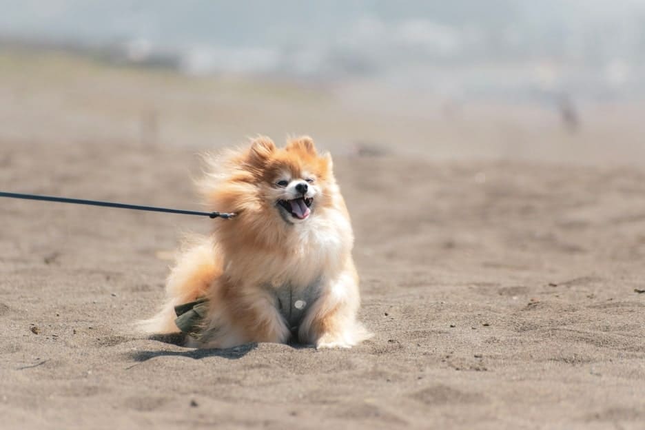 わんこファミリーフォト