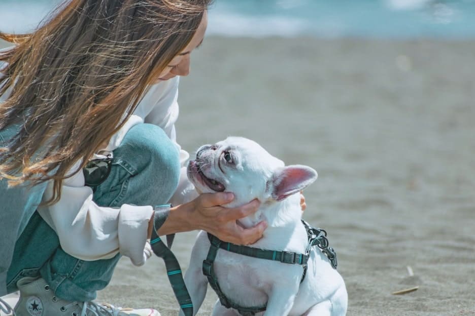 わんこファミリーフォト