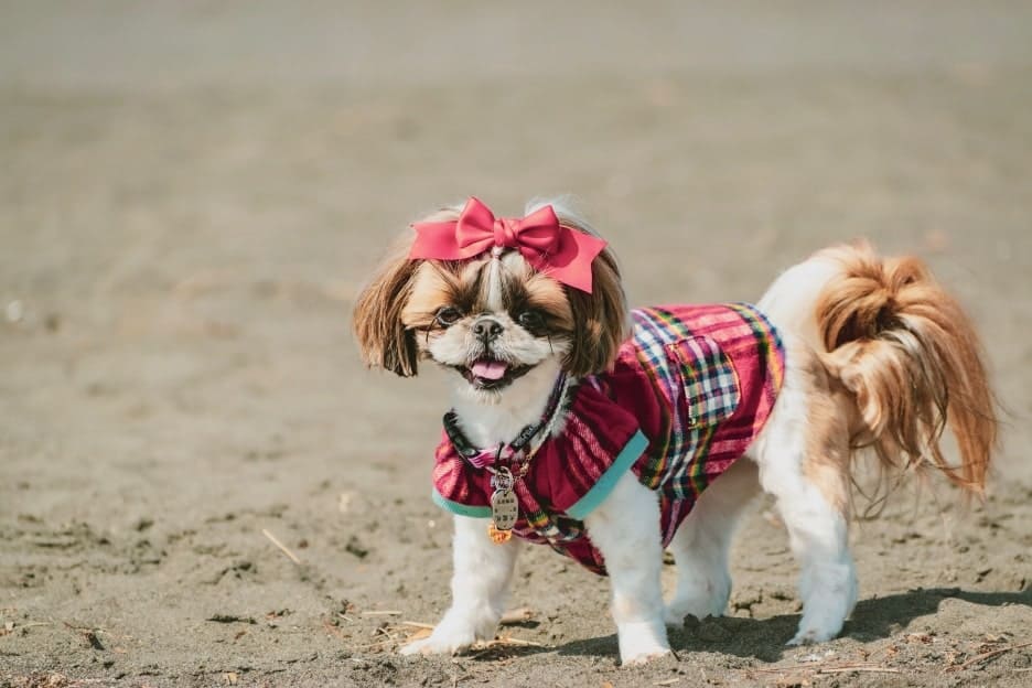 わんこファミリーフォト