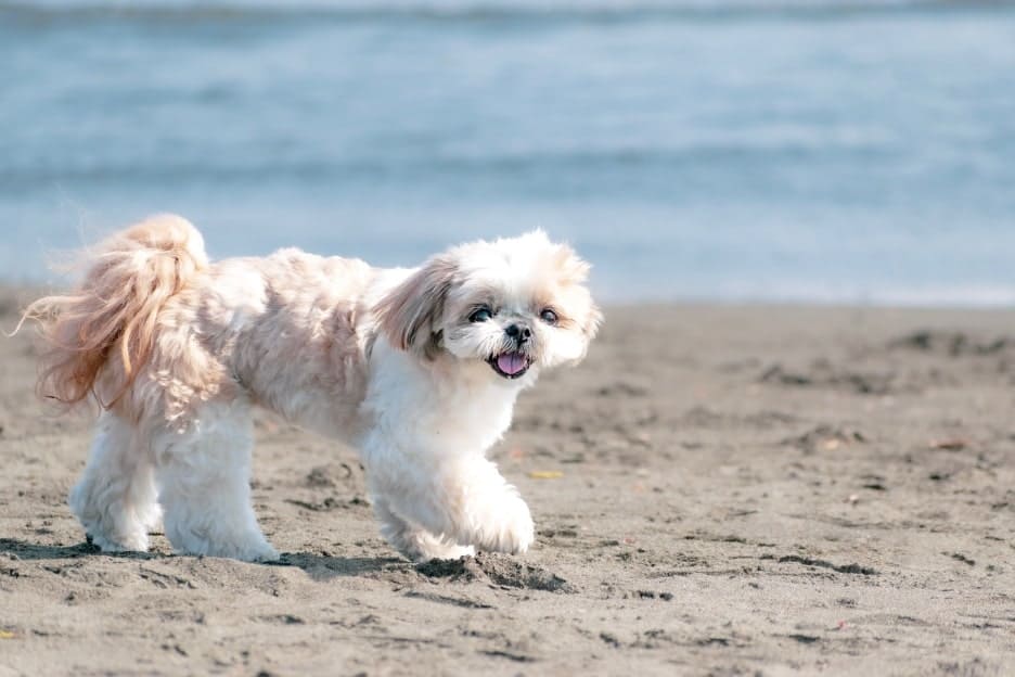 わんこファミリーフォト