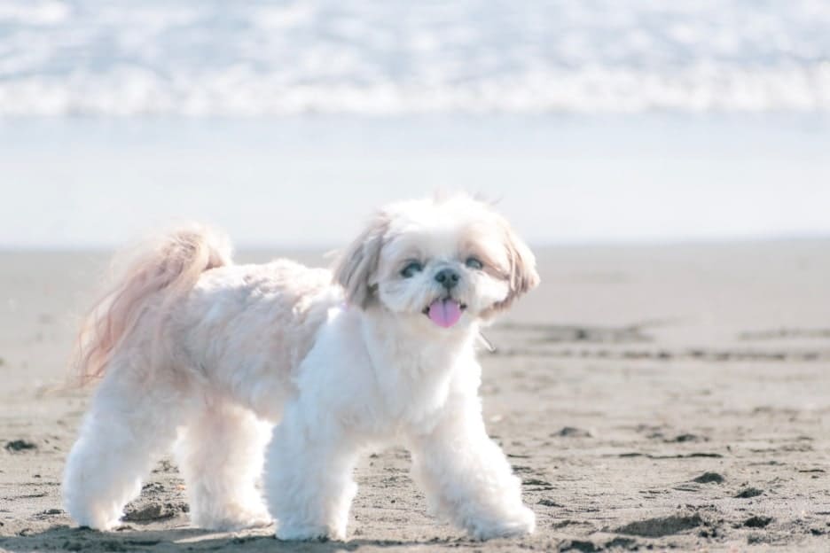 わんこファミリーフォト