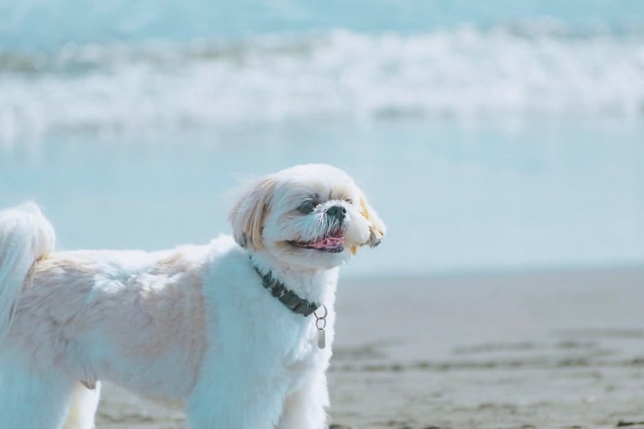 わんこファミリーフォト