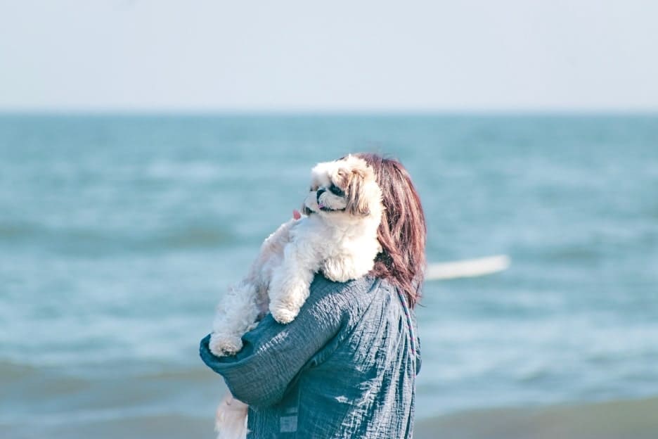 わんこファミリーフォト