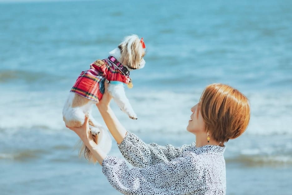 わんこファミリーフォト