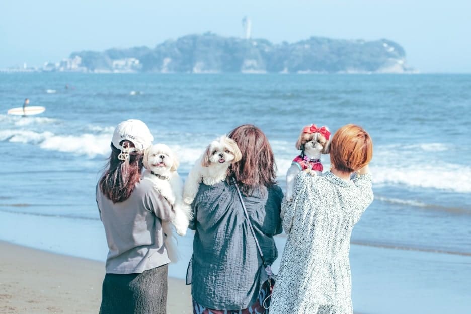 わんこファミリーフォト