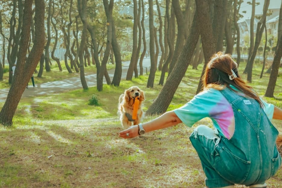 わんこファミリーフォト