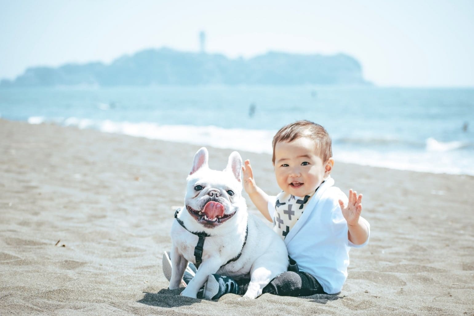 わんこファミリーフォト